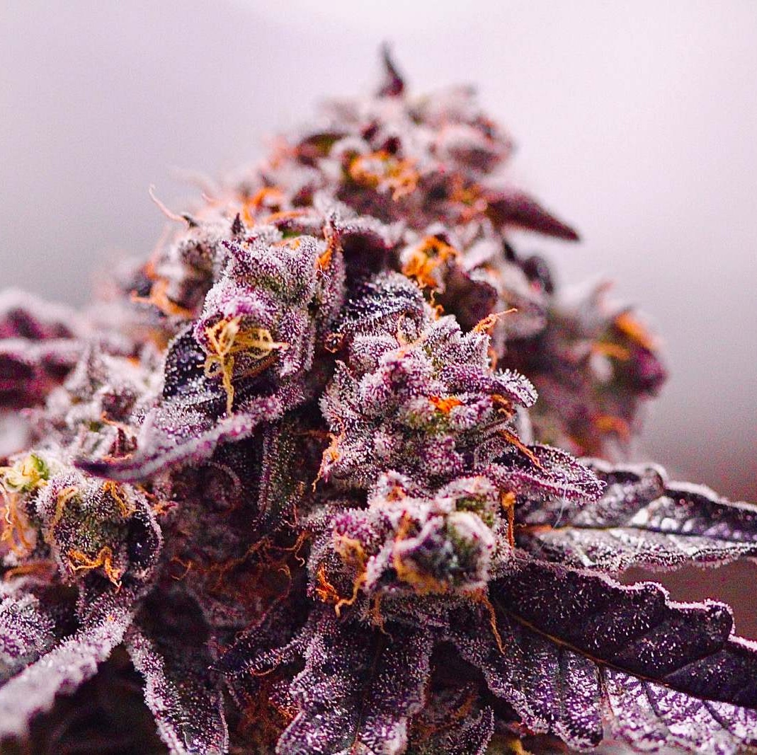 MotherLabs's tweet image. Few photos of Ice Cream Cake coming out of the east coast 😍 #motherscut #seedjunky #stevensgreens #thehypeisreal