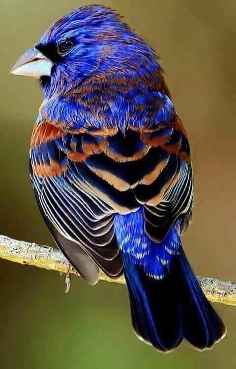 Hello friends 🥀🏵️ Happy weekend to you all 💞