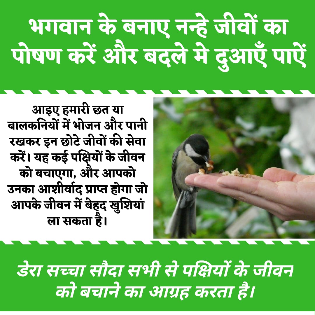 GiftyPrince's tweet photo. Put food or water on your rooftop or balconies for birds - messengers of God , this is the best humanity service as per guided by @Stdrmsgfc jiiii
#LetsPledgeToServeBirds https://t.co/TBB1z0bmLS
