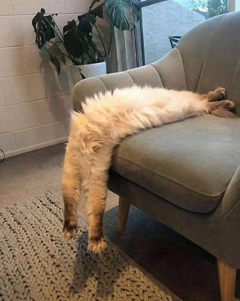 lover_ideas's tweet photo. Lazy day 
#CatsOfTwitter #catsofinstagram 
#cat  #catsoftheday #catstyle #ilovecats  #kittykat #kittylovers #kittylife #kitten #dailykitten #kittenplaycommunity #kittendaily #curiouskitty https://t.co/wpueRYVL97