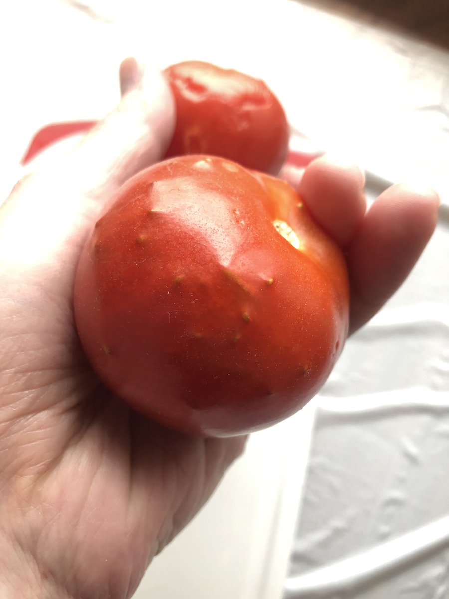 Two small tomatoes held in my hand. The tomato in the foreground has little greenish bumps pushing out from inside, stretching the skin