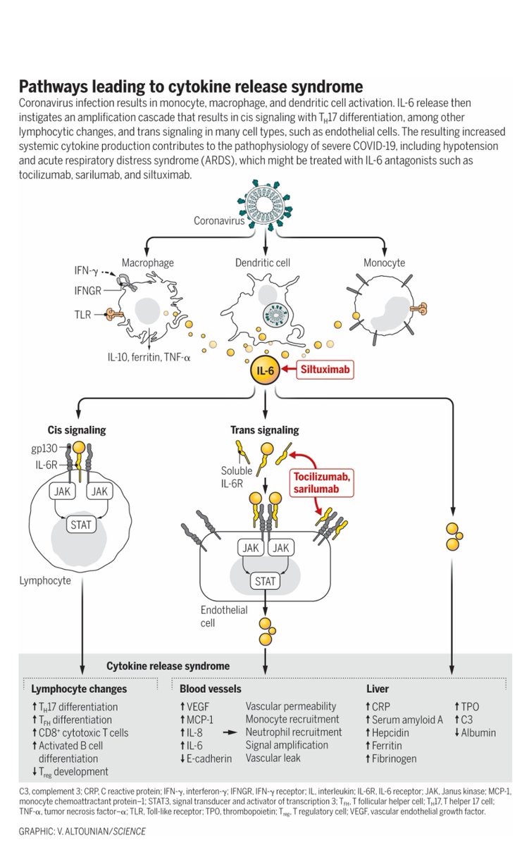 What's cytokine storm (or more appropriately, the cyokine release syndrome) in COVID-19? Excellent perspectives by John Moore &amp; Carl June at Science. We don't want general immunosuppressants - we should suppress macrophages/cytokines but not T cells. tiny.cc/s628mz