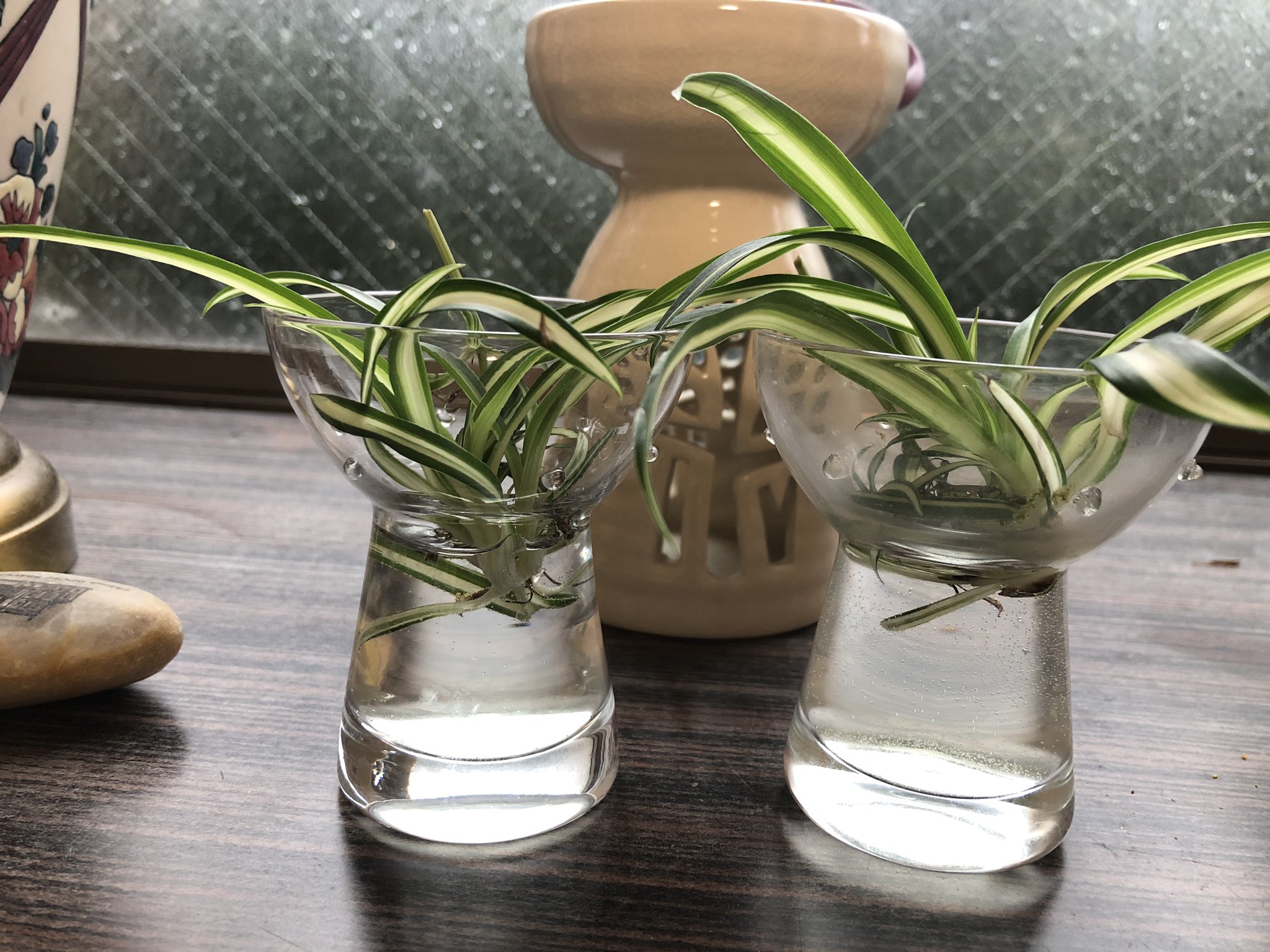 ラビット 4 18 とっておき家事 30日チャレンジ お部屋にグリーンを増やそうプラン 毎日家にいると 出窓や壁を飾りたくなってきた とりあえず家にあったオリヅルランのランナーの子株を水栽培してみた 根が出るかなあ T Co Whjcafqm7o ラビット 4 18 とっておき家事 30日チャレンジ お部屋にグリーンを増やそうプラン 毎日家にいると 出窓や壁を飾りたくなってきた とりあえず家にあったオリヅルランのランナーの子株を水栽培してみた 根が出るかなあ T Co Whjcafqm7o
