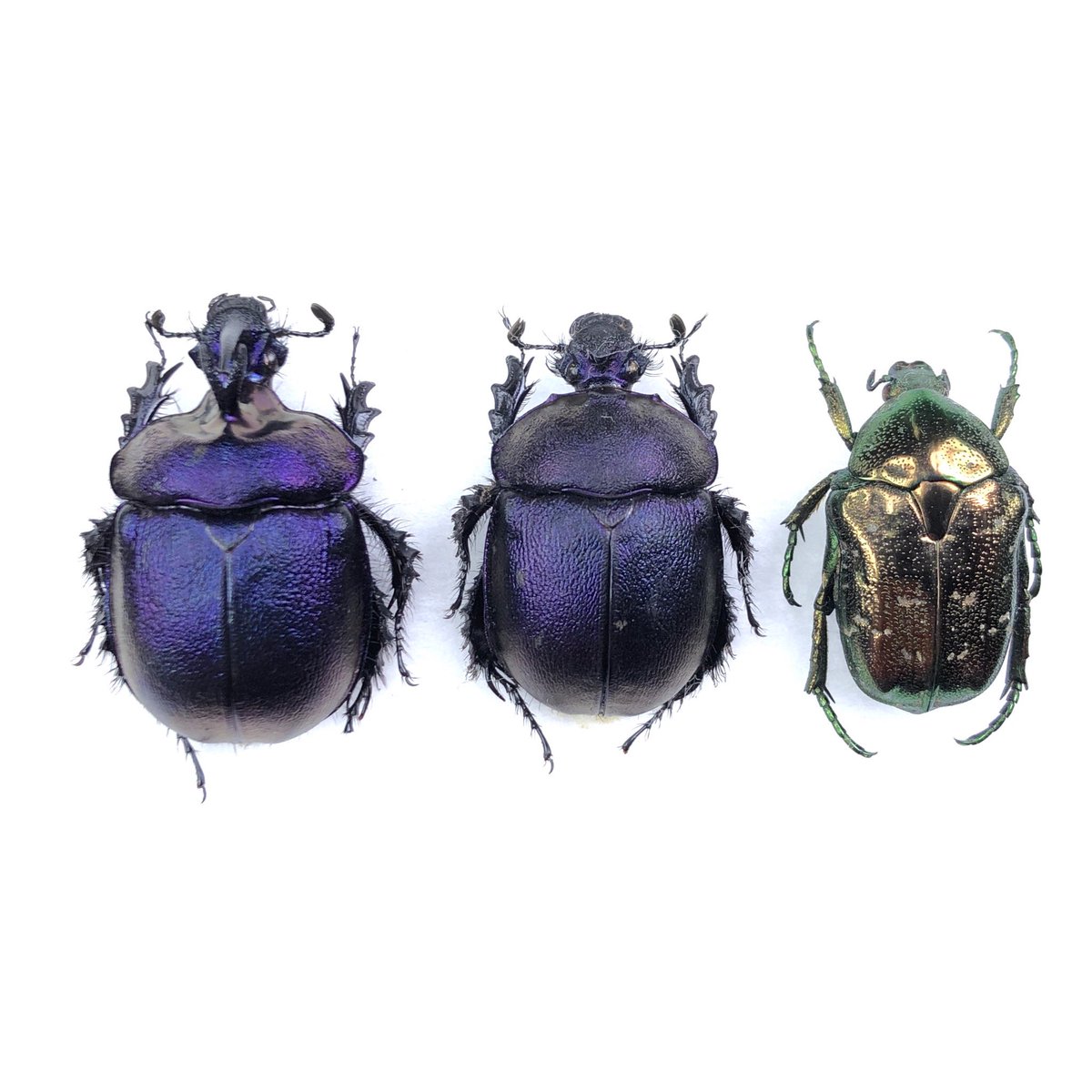 先日のムラサキツノセンチコガネのサイズ比較。 大きいと言っても