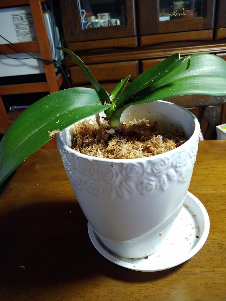 胡蝶蘭植え替え 胡蝶蘭植え替え