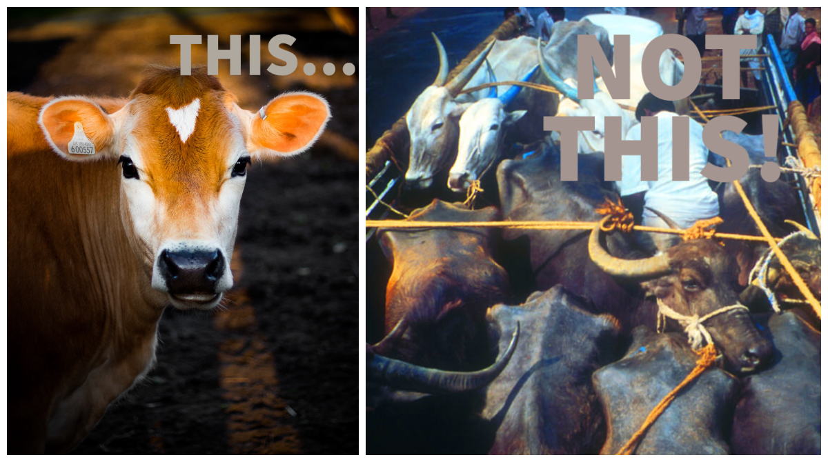 Animal1sASIA's tweet photo. Leather is Just as Bad as Fur! #LeatherIsDEAD https://t.co/AvbMVHbGyD