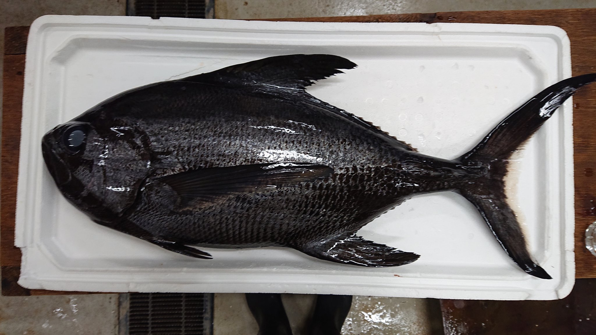 John P Friel Ph D Pa Twitter Behold The Stunning Knifetail Pomfret Taractes Rubescens A Bramid Fish That Is Widely Distributed In Tropical Oceans At Depths Down To 600 M It Can Be