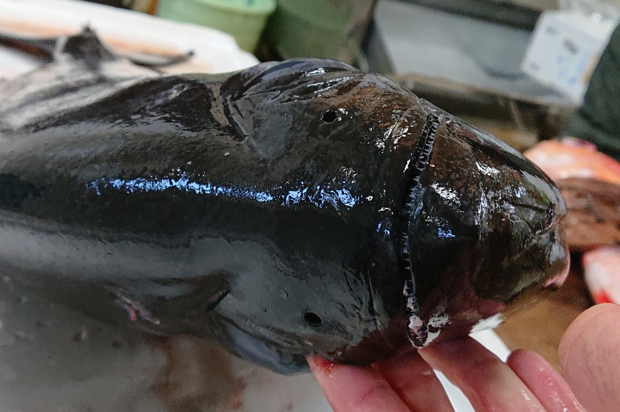 ながおさ ツルギエチオピアです 名前のクセがすごい めちゃくちゃカッコいい 最高の魚です しかしまぁ大きなこと これは買えません T Co Fbwsgd9ynf Twitter