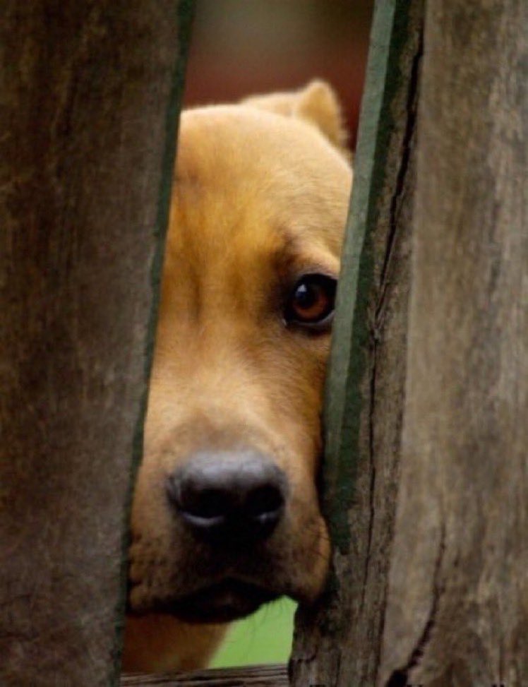 No matter how rich, talented or intelligent you are... How you treat animals tells me all I need to know about you.