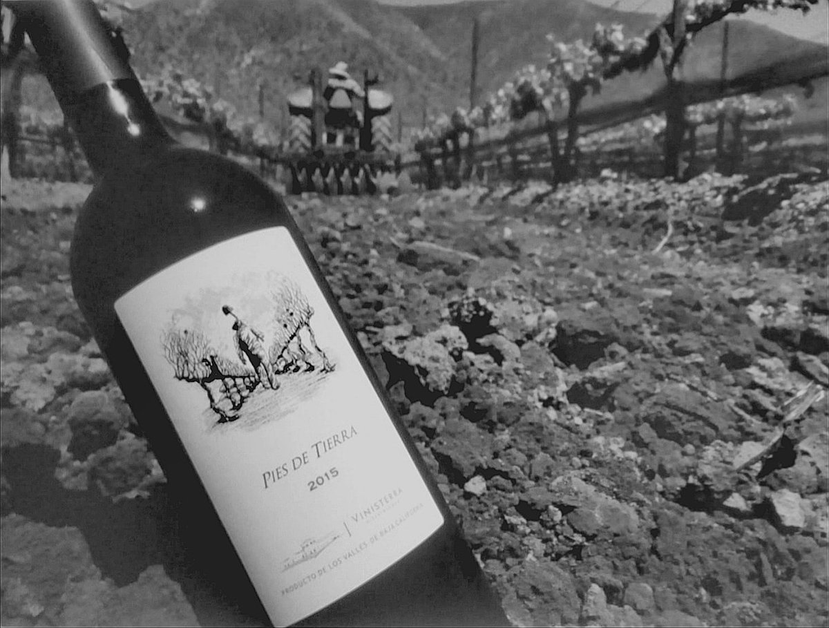 Parte de nuestros viñedos, les presentamos "Viñedo Cascabel" en el valle de Santo Tomás, ahí donde crece el tempranillo de nuestro Pies de Tierra.
.
.
#vinisterra #VinoconPiesdeTierra #valledesantotomas #antiguarutadelvino #viñedosmexicanos #tomavinomexicano #quedateencasa
