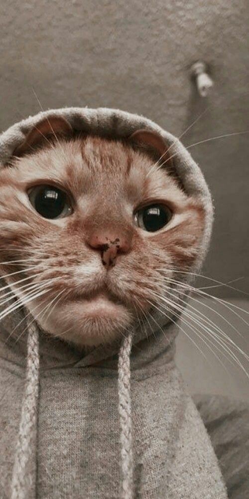 523 Wallpaper Kucing Aesthetic Hd - MyWeb