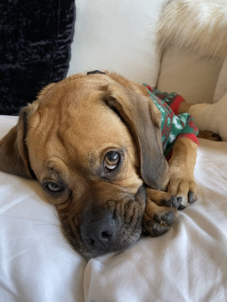CplDavinci's tweet photo. #PhotoChallenge2020March I just wuv all hoomans and all cweatures https://t.co/NrAiY2NsNb