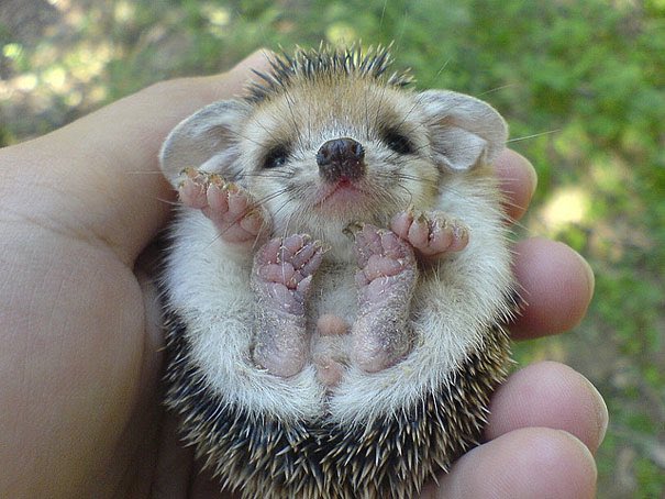 BrotherNature's tweet photo. I can’t travel to make videos so here’s some pictures of some baby animals lol https://t.co/xnx3SOpwBQ