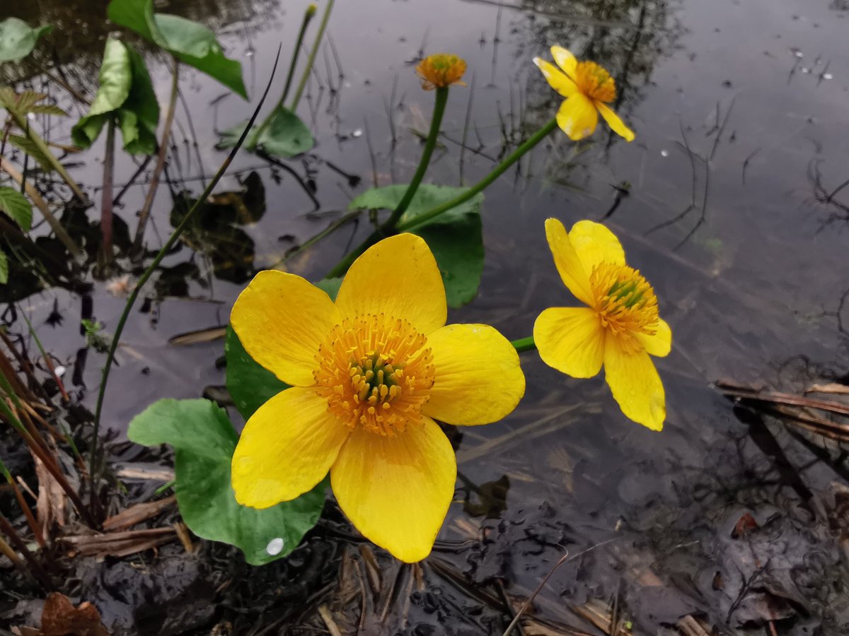tomwardplz's tweet photo. Marsh Marigold / #Caltha palustris at Grafton Wood, would ya look at those follicles. #Ranunculaceae https://t.co/uE1eJIQT1q