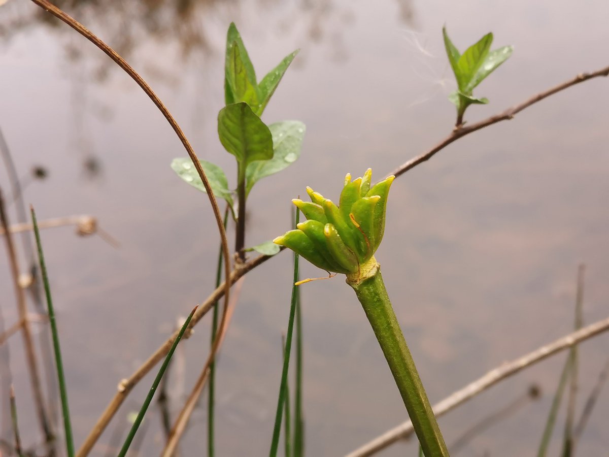 tomwardplz's tweet photo. Marsh Marigold / #Caltha palustris at Grafton Wood, would ya look at those follicles. #Ranunculaceae https://t.co/uE1eJIQT1q