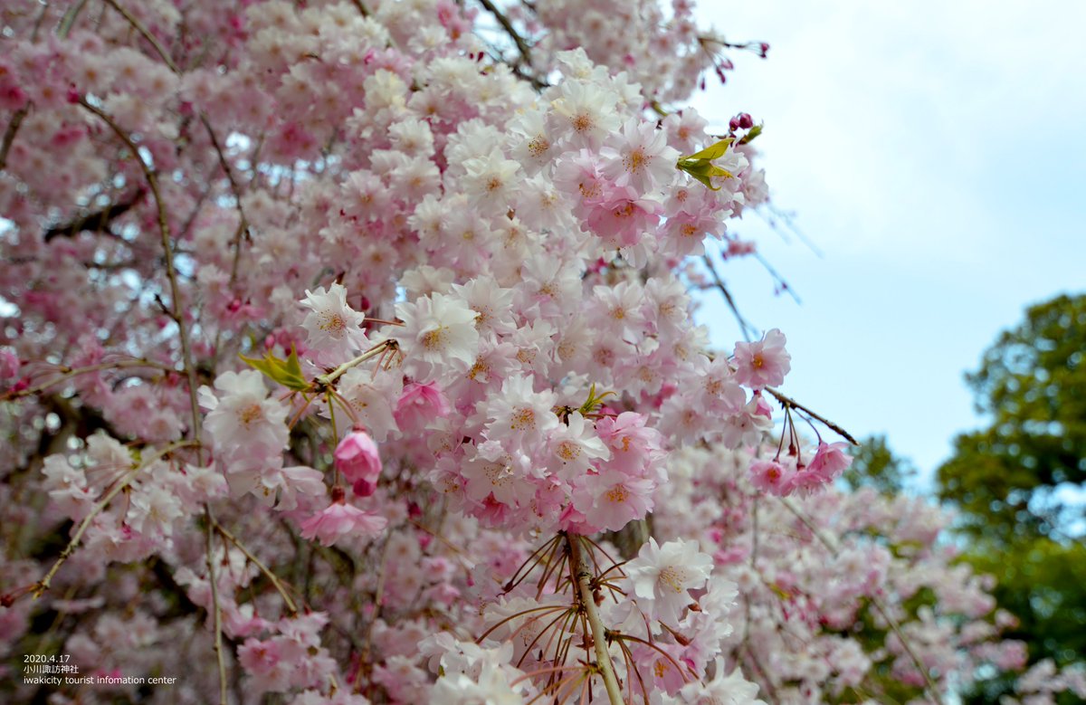 いわき市小川町の小川諏訪神社では 境内右手のベニシダレザクラが満開となっております まるでフリルのような花びらに心癒やされま 04 18 いわき市総合観光案内所 ぐるっといわき