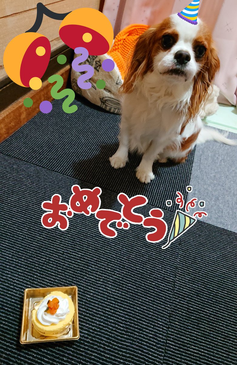 AAA_K_526's tweet photo. #ちゃんしんのリクエスト

キャバリアキングチャールズスパニエルのチップです！
16日に1歳になりました😊
やんちゃすぎで、えーパンダ真ちゃんもお気に入りでボロボロですがとてもかわいい😍ですw

@A_Shinjirooooo  #與真司郎 https://t.co/Xbjr9j3xgA