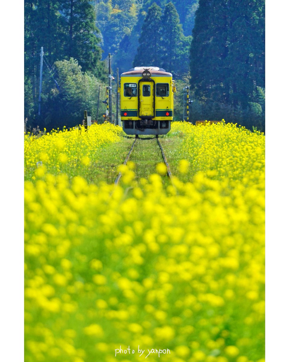 房総でハワイ気分 Twitterissa いすみ鉄道 大多喜駅付近 ちょい過去写ですが たまには投稿を 定番構図はやっぱイイね 0325 撮影 房総の絶景 房総 千葉 絶景 Boso いすみ鉄道 イエロー列車 菜の花列車 大多喜駅 菜の花 T Co 9haulris7c 房総でハワイ気分 Twitterissa いすみ鉄道 大多喜駅付近 ちょい過去写ですが たまには投稿を 定番構図はやっぱイイね 0325 撮影 房総の絶景 房総 千葉 絶景 Boso いすみ鉄道 イエロー列車 菜の花列車 大多喜駅 菜の花 T Co 9haulris7c