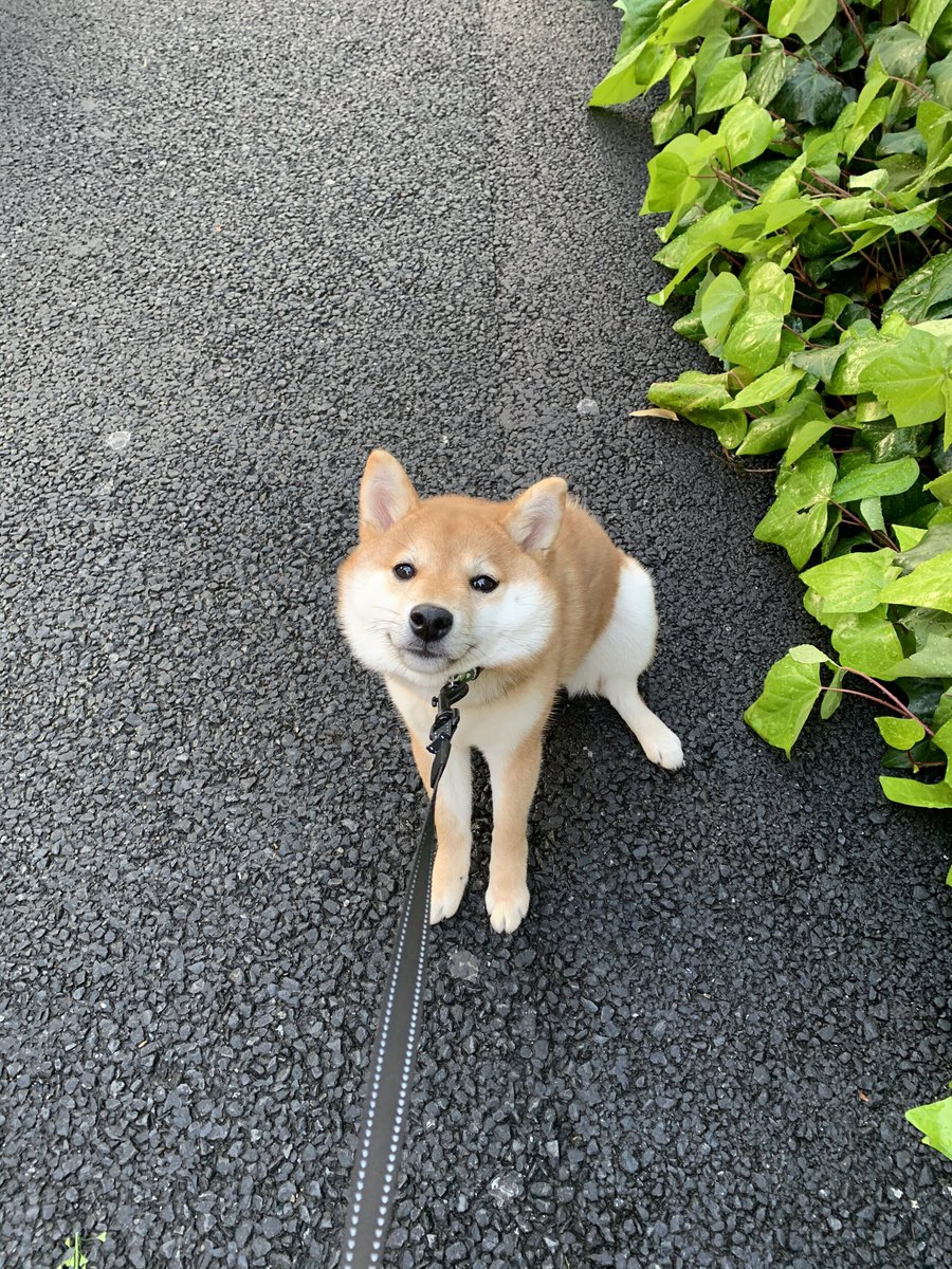 大阪市立大学馬術部 Twitterren 散歩から帰りたくない馬です