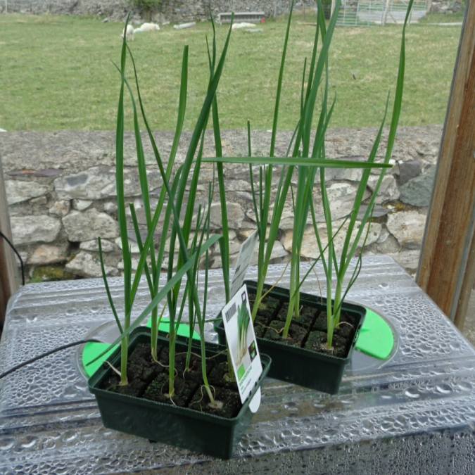 Now these are excellent quality plants, organic and in individual soil blocks. But 6 leeks for £3.00? I didn’t say much, it was hard to breathe actually. Shock affects me that way!
