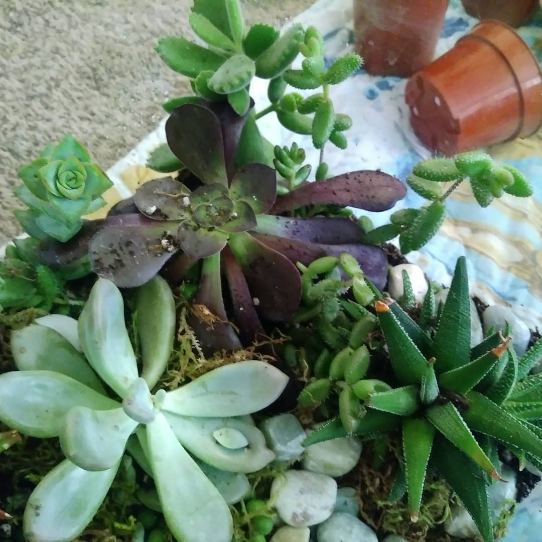AniyahLast3r's tweet photo. @ChristinaLast3r Here is the before and after of the Succulent Terrarium I made.I used the following Resources in this order;about 2in of Activated Charcoal,2in Green Moss/Super moss, about 4in of Cactus Soil Mix,Succulents Cacti,Decoration Stones,Moss, and garden decor. #Garden https://t.co/wEJRfyJBRm