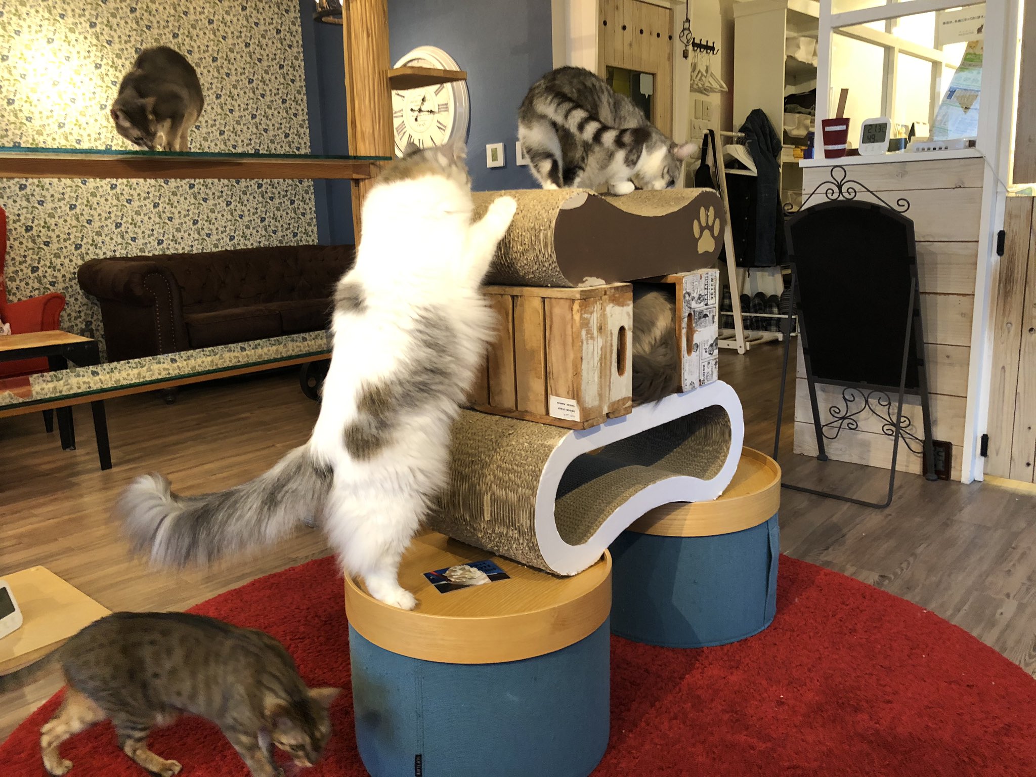 ネコカフェｍｏｎｔａ 毎日1人猫カフェやってますが 少し変化をつけて即席のキャットタワーをつくりました 遠い昔 やった積木のようで懐かしいです もんたの子達もフィーバーしてます 猫 猫カフェ ネコカフェmonta 浅草 猫部 キャットタワー