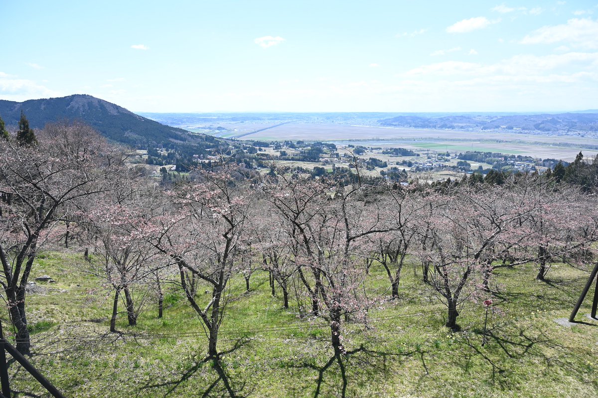 西行桜の森 西行桜の森