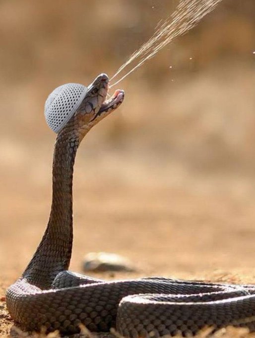 M_KUMAR55's tweet photo. @ReallySwara @BabitaPhogat Are bap re,,
#Single_Source ki malkin ban gaya ea @ReallySwara
Ab to ea v thukna Suru kar di,,
#nizamuddincoronacases 😀😀😀 https://t.co/pjZ3DfNvgh