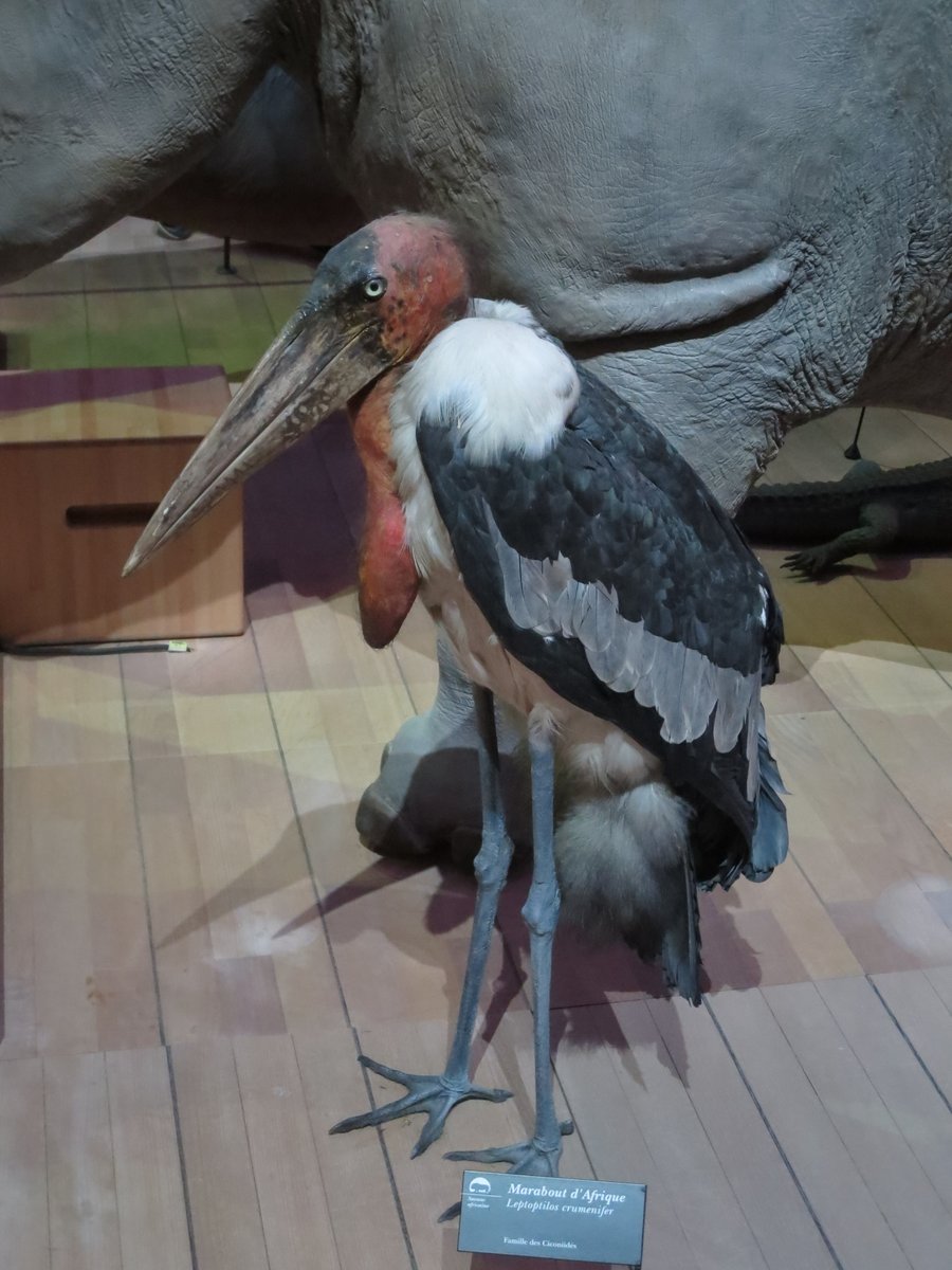 幻想的 程度良好!貴重! 巨大!39cm アフリカハゲコウ の頭骨