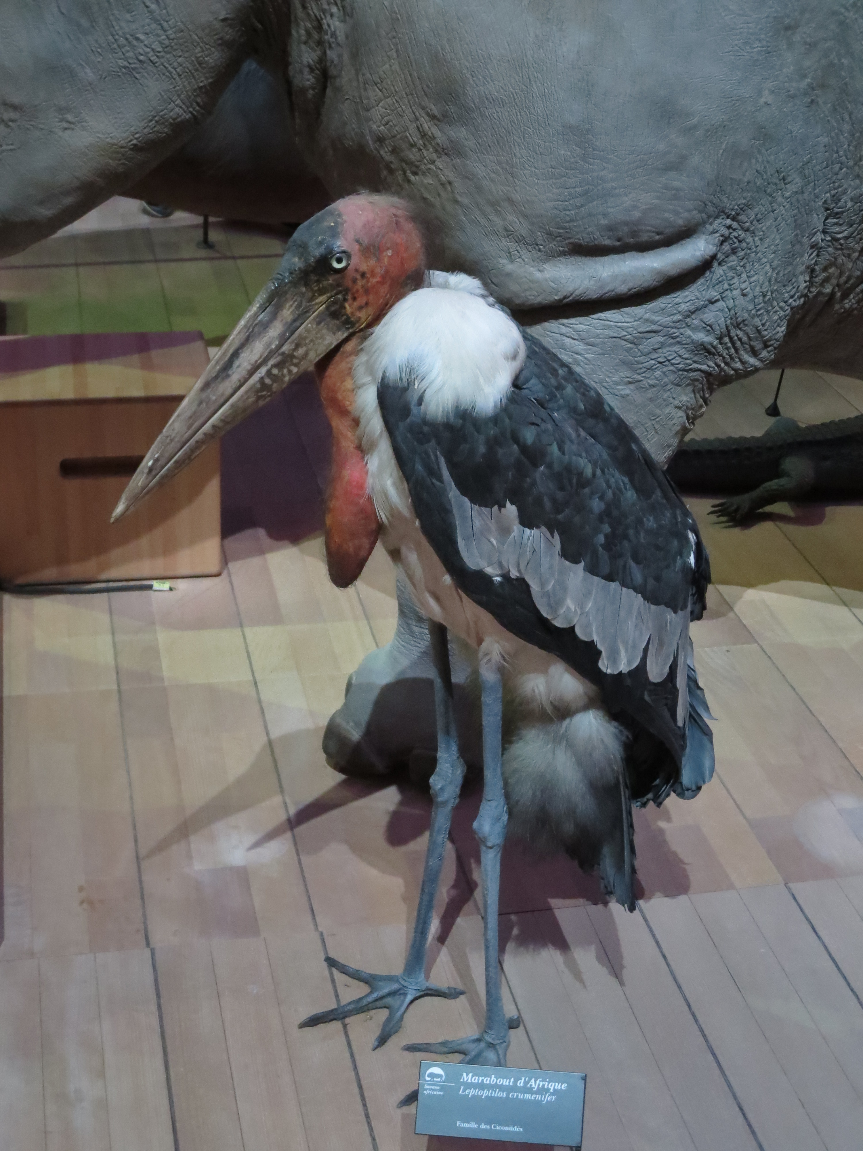 博物倶楽部 公式 アフリカハゲコウ この鳥もかっちょよくて好きなんですが 生きているのを観たことがない 秋吉台自然動物公園 にいるというのは知っているので 是非観に行きたいのですが パリ自然史 エア博物館 T Co 6pgsj3xgi3