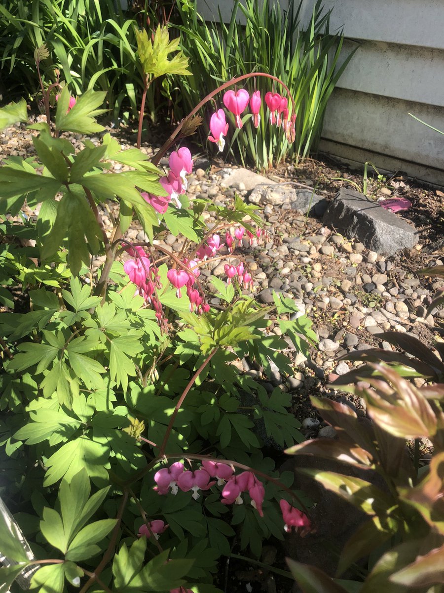 MikeHeter's tweet image. A mighty performance from #bleedingheart ♥️🩸
#dicentraspectabilis #papaveraceae #hetersgarden #gardening #Flowers #plants