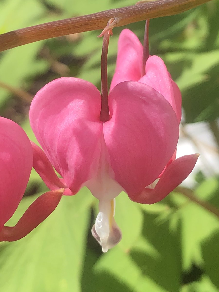 MikeHeter's tweet image. A mighty performance from #bleedingheart ♥️🩸
#dicentraspectabilis #papaveraceae #hetersgarden #gardening #Flowers #plants