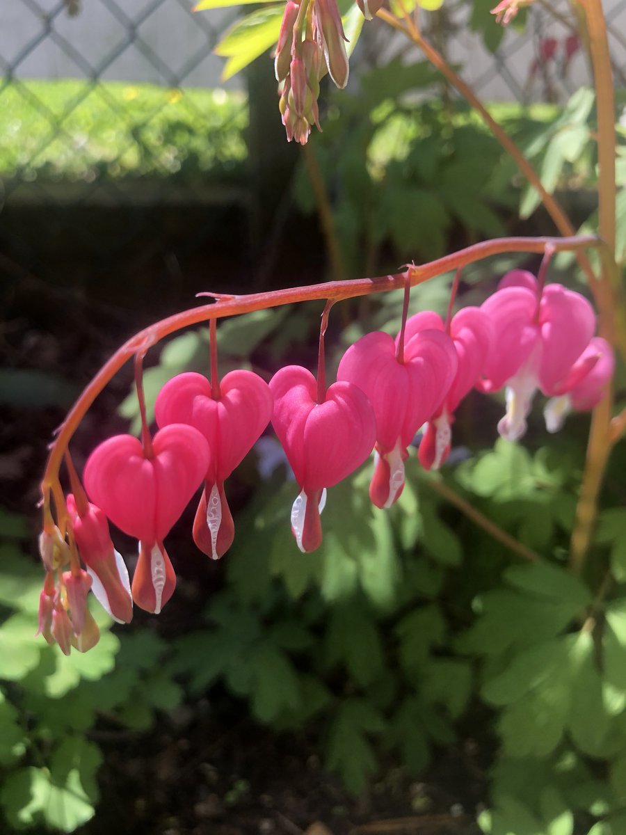 MikeHeter's tweet image. A mighty performance from #bleedingheart ♥️🩸
#dicentraspectabilis #papaveraceae #hetersgarden #gardening #Flowers #plants