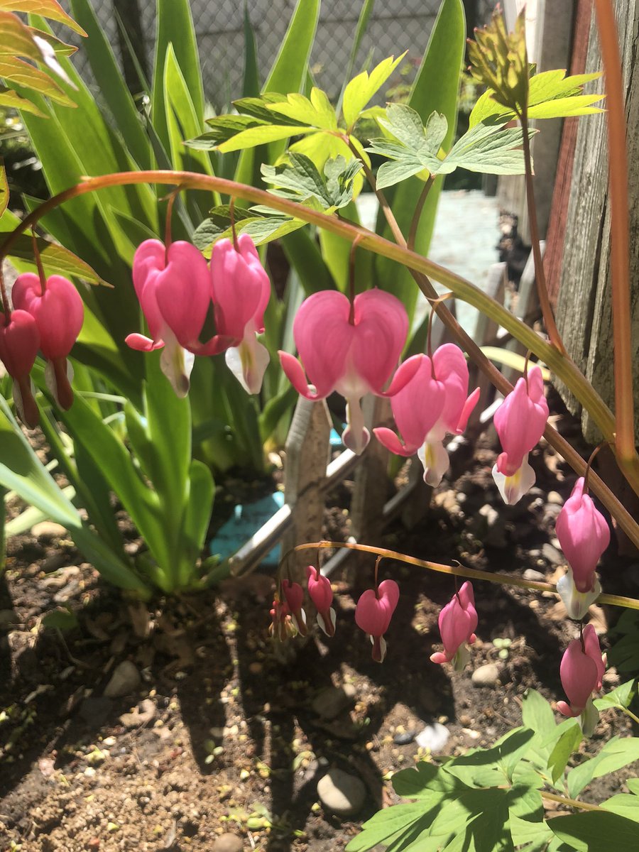 MikeHeter's tweet image. A mighty performance from #bleedingheart ♥️🩸
#dicentraspectabilis #papaveraceae #hetersgarden #gardening #Flowers #plants