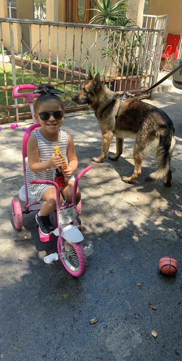 SkummbaagDaad's tweet photo. Since meeting this fucker we clicked.Been a chicle since then.Hazel was scared and is getting used to his size. Watching her command him and him actually listening is great. Hes fitting in good with our little family #BabyHazel #Cornal #HerFirstDog #FirstFamilyDog #GermanShepherd https://t.co/47MRsj2Zom