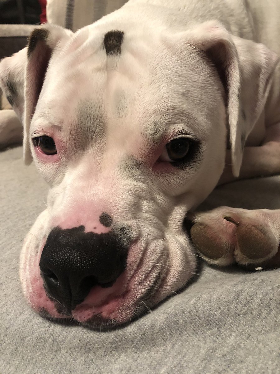 TheTrooperRex's tweet photo. Just thinking about how I haven’t gotten to ride in the car in weeks. Dis quarantine is not nice. https://t.co/2pJodCfgxF
