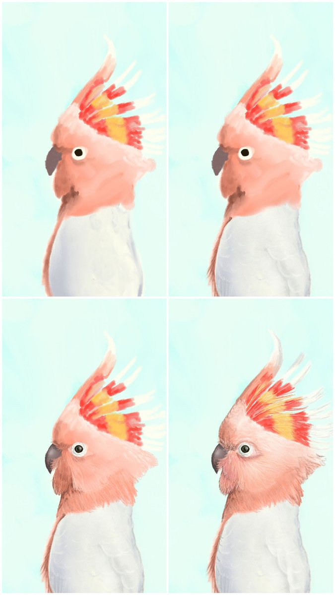 doodilight's tweet photo. Cacatoès 2
#art #animal #bird #cacatoes #birds #digitalart #drawing #digitaldrawing #digitalpainting #painting #wip #workinprogress #stepbystep https://t.co/HL0M9RPcqu