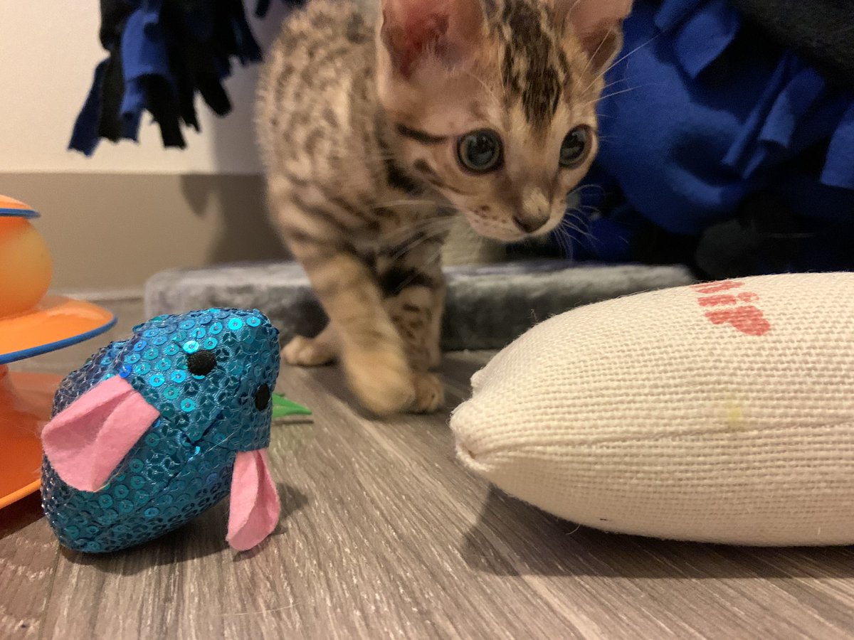 GamsuLoL's tweet image. Meet 바다 (Bada). His name means ocean 🌊 he is Bengal cat. I hope him &amp;amp; Uni will become best friends 🥰