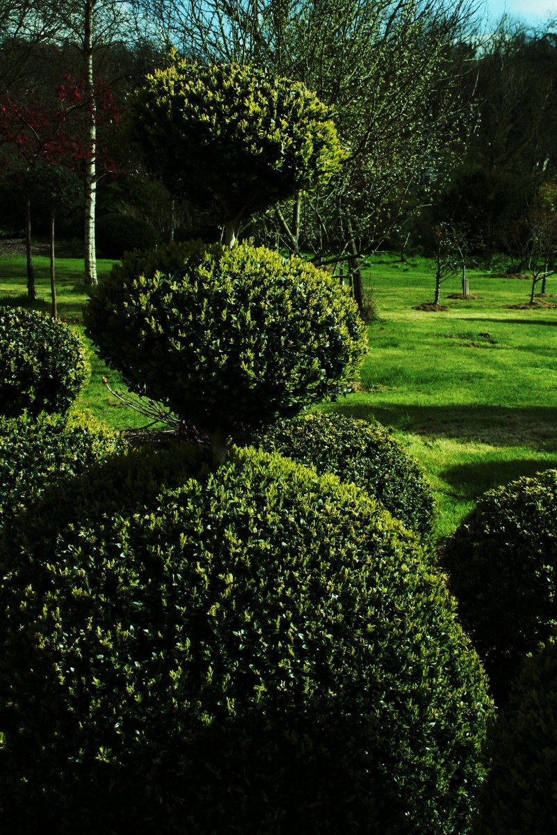 LaaraCS_Design's tweet image. Beloved #box to be protected from #boxtreecaterpillar .

Have you bought your natural treatment  ?
Do not delay caterpillars are being found.
See link in Linktree link for #boxhedging treatments.

#design #designers #consultants #gardendesigner
