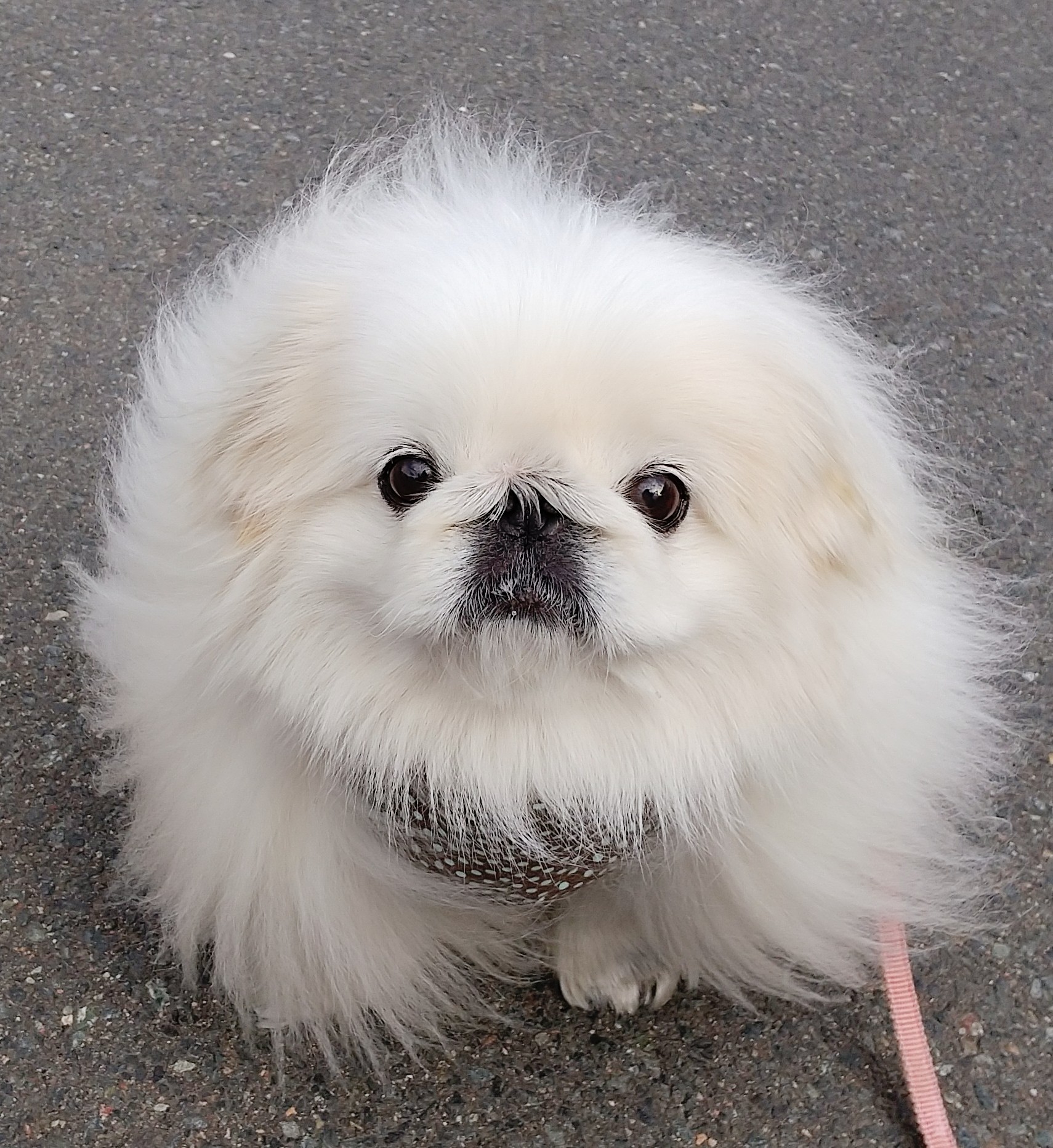 うにたん 丸みを帯びた犬 ペキニーズ Pekingese もふもふ モフモフ 페키니즈 犬 Dog わんこ ペット いぬのきもち 白ペキ 白ペキニーズ T Co Ezg9otwkrl Twitter