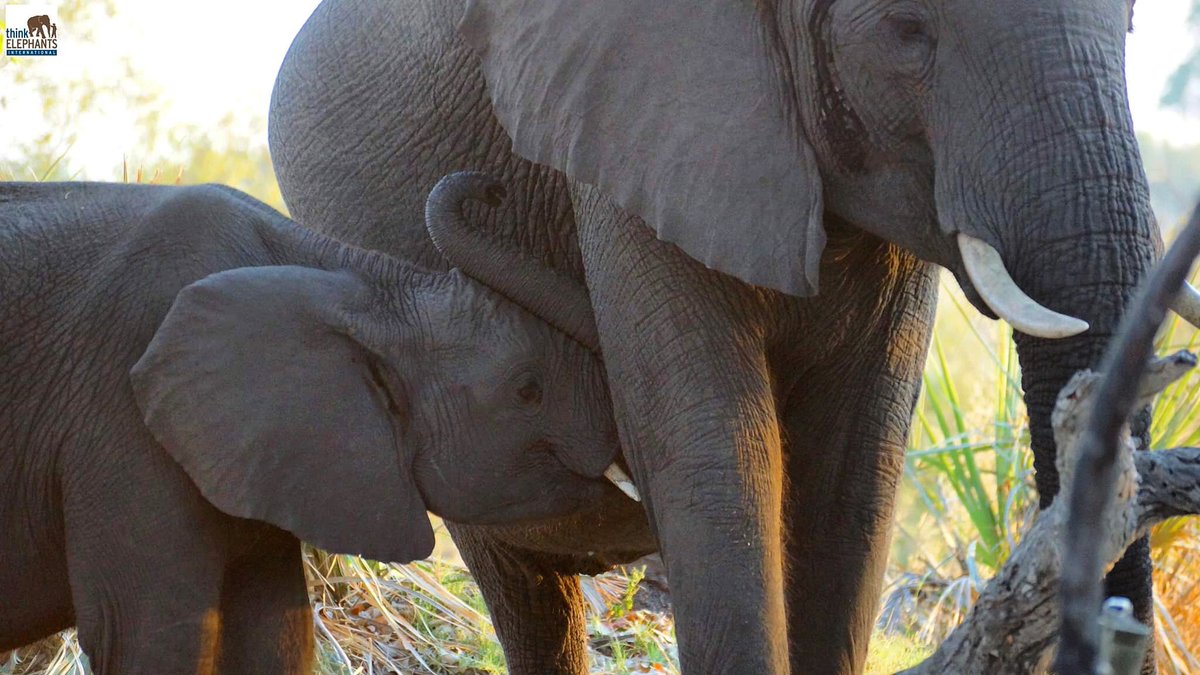 ThinkElephants's tweet photo. Elephant calves can nurse for multiple years. Mothers are able to nurse longer when they have consistent, adequate access to food and water. https://t.co/c3JNBtPXlW