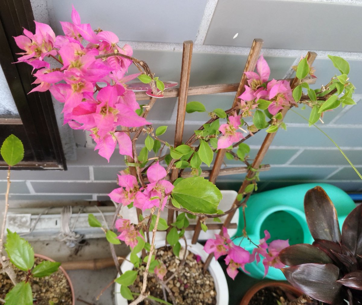 こころんグリーン בטוויטר ブーゲンビリアの新芽がピンク色になって来ました ピンクの量がどんどん増えてきています 優しいピンク色が鮮やかに広がります ブーゲンビリア 新芽 ピンク 春 春の花 園芸品種 園芸 ガーデニング 熊本市南区 熊本 T