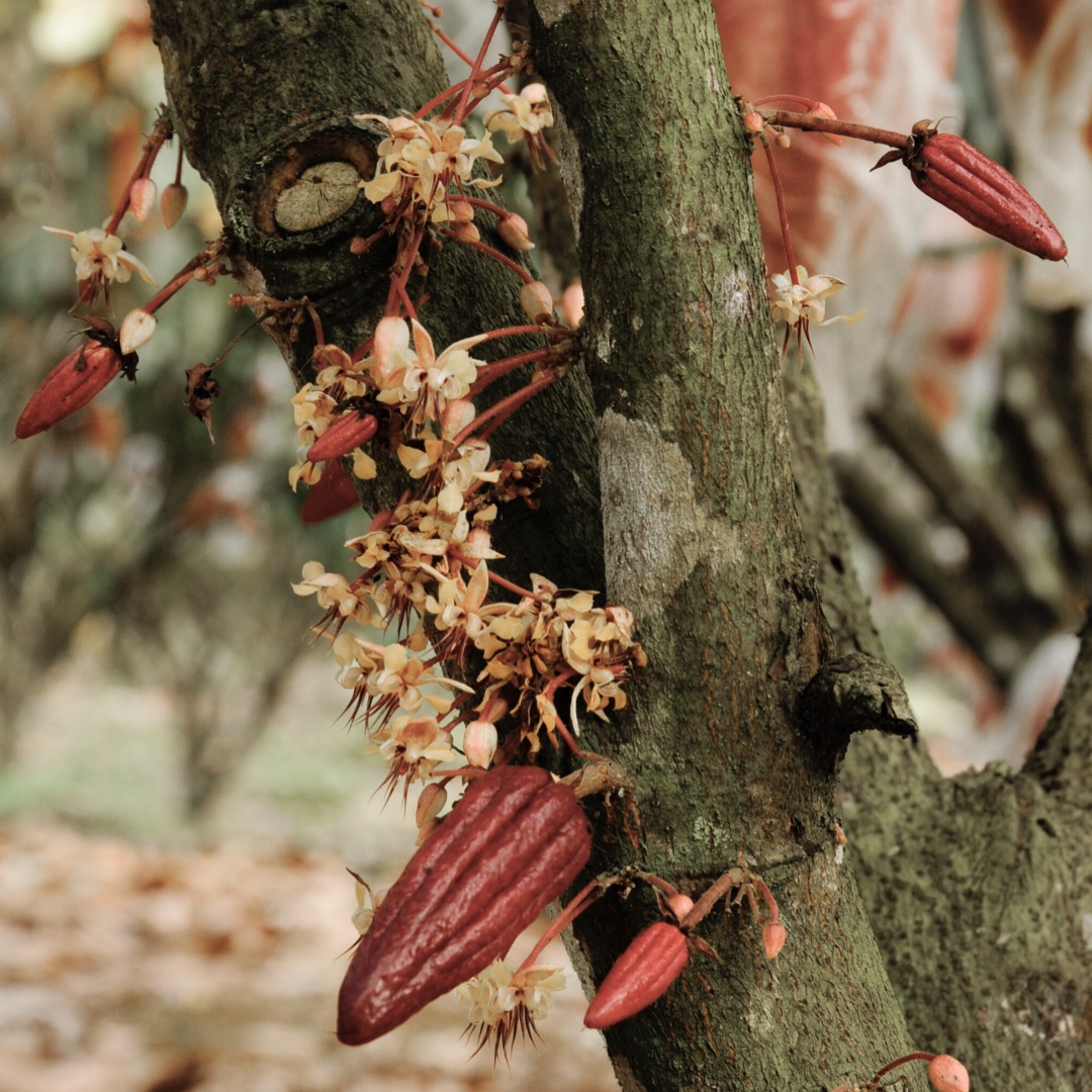 Malagos Chocolate tweet media