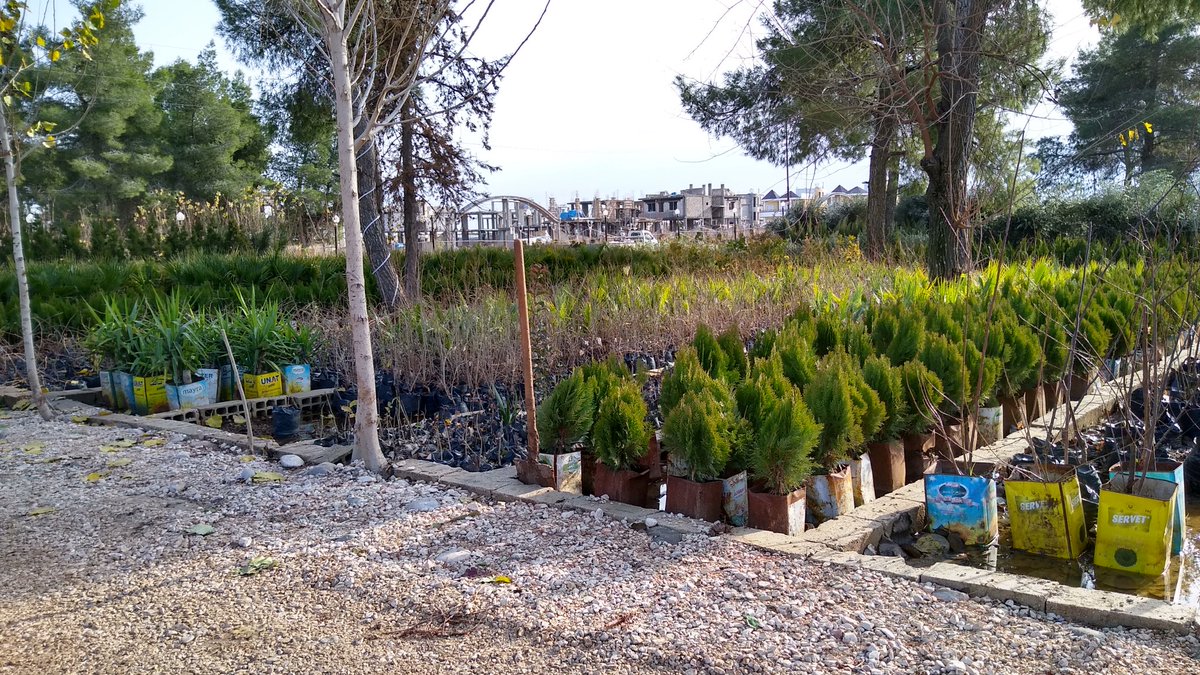 CommuneInt's tweet image. The municipal tree nursery in Dêrik, North and East #Syria. Municipalities across #Rojava are running tree planting programs to reforest the region and repair the damage done by war and Assadist economic policies.