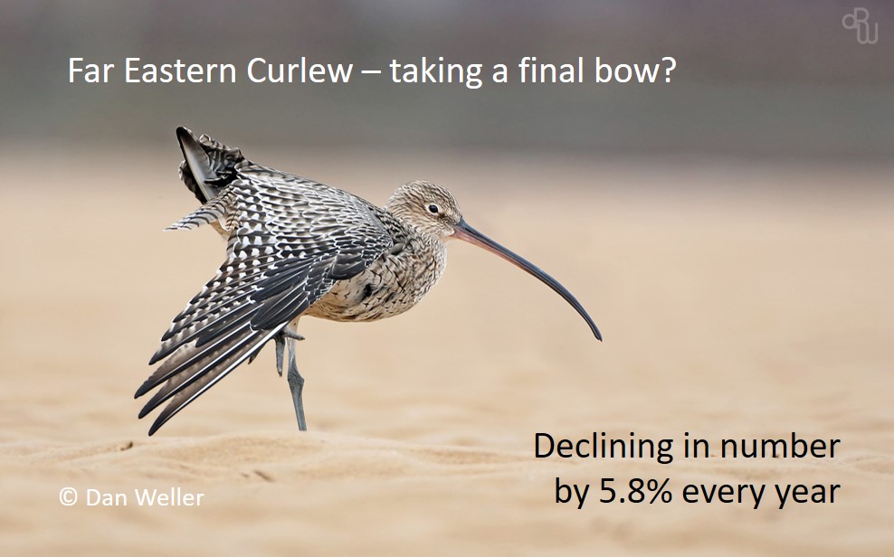  #Curlew thread from the UK and  #WaderTales, in preparation for World Curlew Day: 21st April ( @WCDApril21) We need to learn to value and conserve the world's curlews before species disappear from local areas, whole countries and completely. #ornithology  #waders  #shorebirds