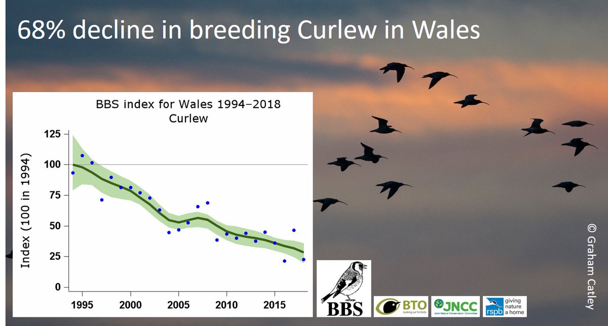 In the UK,  #Curlew numbers are in serious decline. Large winter flocks of birds from Scandinavia and Europe disguise the rapid decline in numbers. This blog explains why they are red-listed:  https://wadertales.wordpress.com/2015/11/03/is-the-curlew-really-near-threatened/  #ornithology  #waders  #shorebirds