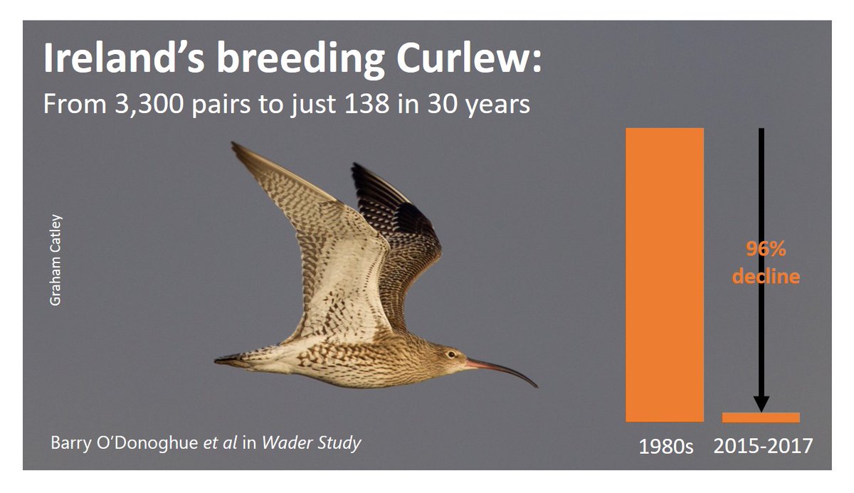 The biggest problem is that pairs are producing far too few chicks. An ageing population is slowly decaying. A 94% decline in Ireland shows how quickly local extinctions can occur:  https://wadertales.wordpress.com/2019/03/01/irelands-curlew-crisis/  #ornithology  #waders  #shorebirds