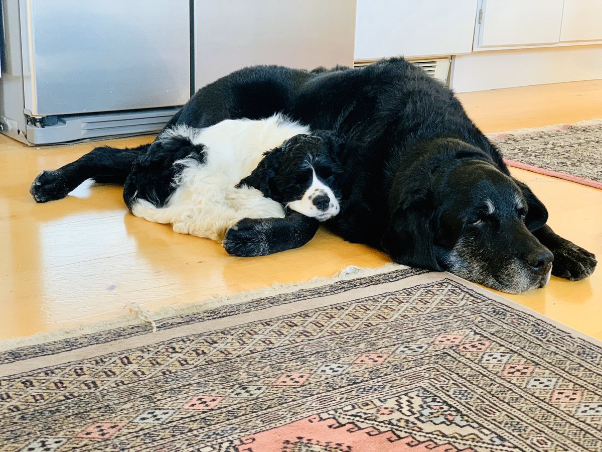 In a herd you take care of each other #tillsammans #together no matter what