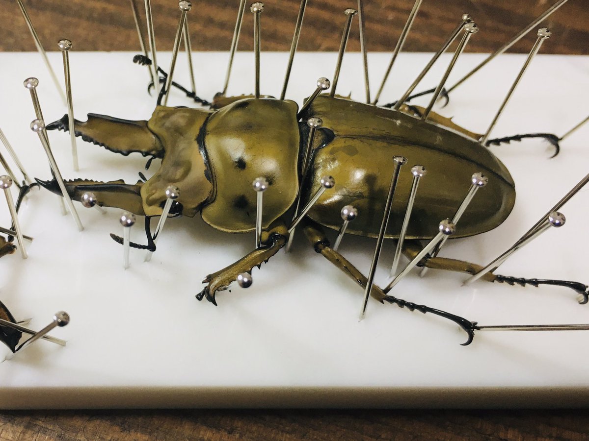 osuke_oho's tweet photo. 資料として購入した死虫？を初めて展足してみる　#ババオウゴンオニクワガタ https://t.co/6lggOhqERp