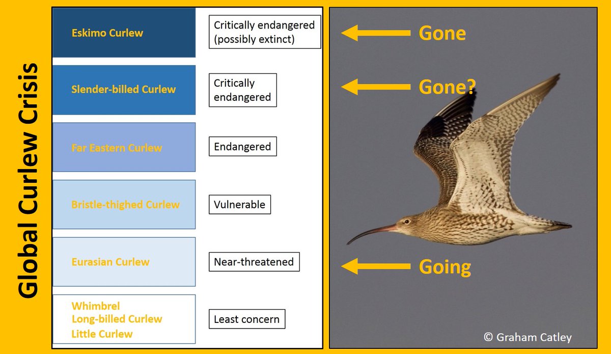 Curlews are in trouble across the globe. Two species are extinct (or probably extinct). This blog summarises a review of the problems facing the numeniini (curlews, godwits and Upland Sandpiper)  https://wadertales.wordpress.com/2017/03/01/why-are-we-losing-our-large-waders/  #ornithology  #waders  #shorebirds